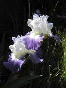 Iris in Yucaipa (P4250523)