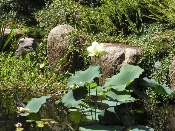 Lotus bloom at Diehl's (P9020644)