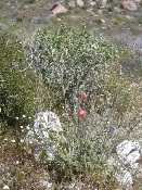 Wildflowers in Anza-Borrego (March 27, 2005)