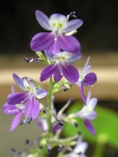 Eichornia (P5300806)