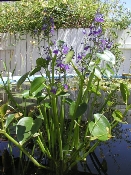 Eichornia (P8221050)