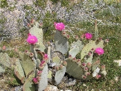 Wild flowers in Anza-Borrego, March 27, 2005 (P3270110)
