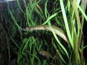 Pipe fish at the Aquarium of the Bay, San Francisco