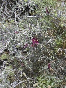 Wildflowers in Anza-Borrego (March 27, 2005)