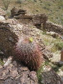 Wildflowers in Anza-Borrego (March 27, 2005)