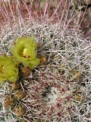 Wildflowers in Anza-Borrego (March 27, 2005)