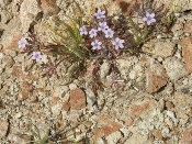 Wildflowers in Anza-Borrego (March 27, 2005)