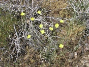 Wildflowers in Anza-Borrego (March 27, 2005)