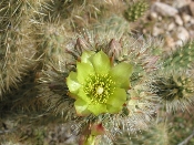 Wildflowers in Anza-Borrego (March 27, 2005)