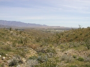 Wildflowers in Anza-Borrego (March 27, 2005)
