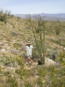 Wildflowers in Anza-Borrego (March 27, 2005)