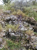 Wildflowers in Anza-Borrego (March 27, 2005)