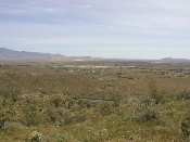 Wildflowers in Anza-Borrego (March 27, 2005)