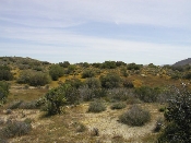 Wildflowers in Anza-Borrego (March 27, 2005)