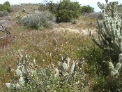 Wildflowers in Anza-Borrego (March 27, 2005)