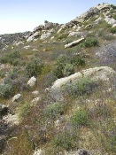 Wildflowers in Anza-Borrego (March 27, 2005)