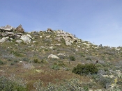 Wildflowers in Anza-Borrego (March 27, 2005)
