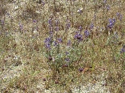 Wildflowers in Anza-Borrego (March 27, 2005)
