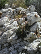 Wildflowers in Anza-Borrego (March 27, 2005)