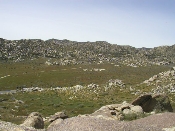 Wildflowers in Anza-Borrego (March 27, 2005)