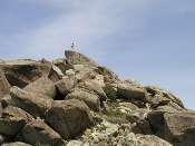 Wildflowers in Anza-Borrego (March 27, 2005)