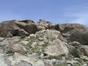 Wildflowers in Anza-Borrego (March 27, 2005)