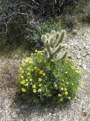 Wildflowers in Anza-Borrego (March 27, 2005)
