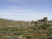 Wildflowers in Anza-Borrego (March 27, 2005)