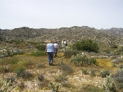 Wildflowers in Anza-Borrego (March 27, 2005)