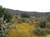 Wildflowers in Anza-Borrego (March 27, 2005)