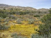 Wildflowers in Anza-Borrego (March 27, 2005)
