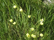 Wildflowers at Cuyamaca Reservoir (March 27, 2005)